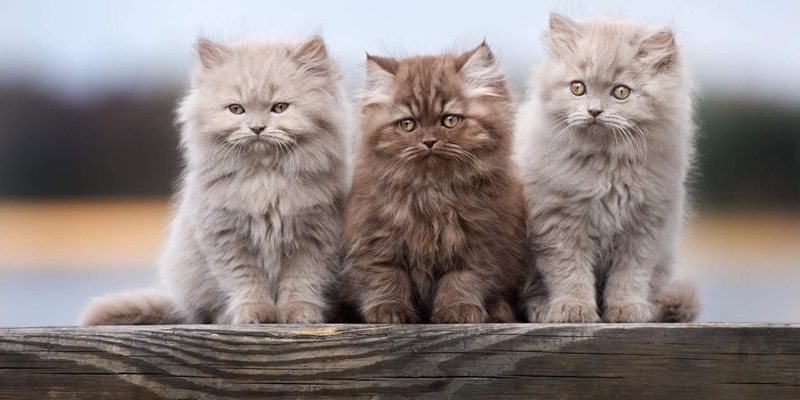 3 chú mèo là điềm báo chiêu tài